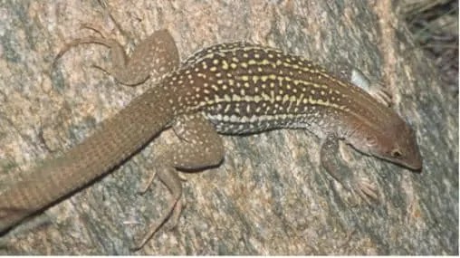 canyon_spotted_whip-tail-garden-lizard