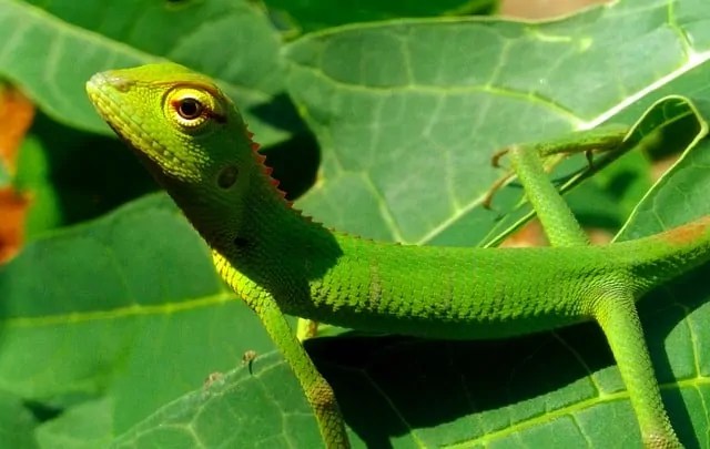 Green Garden Lizard