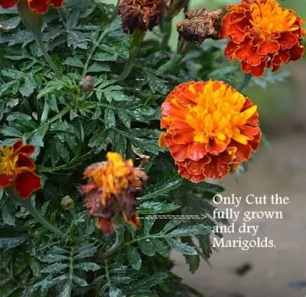 deadhead-marigold-flowers