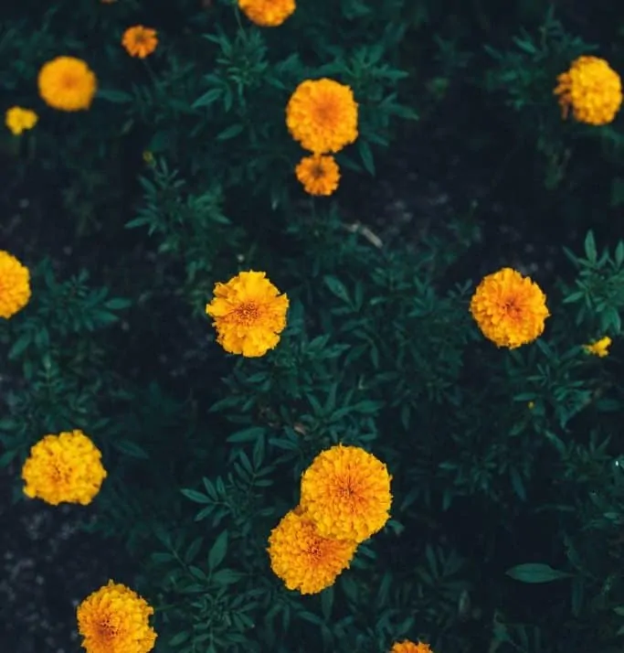 When do marigolds bloom-Time and Temperature?