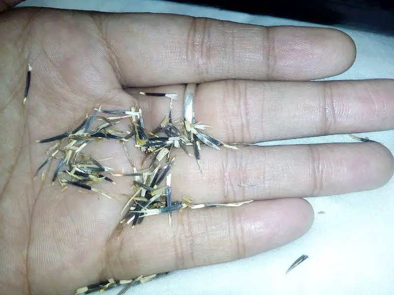 dry_marigold_seeds_in_hand