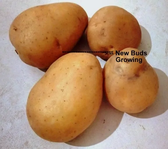 Potato is a Root or Stem?-All you need to know