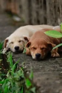 dogs-in-my-garden