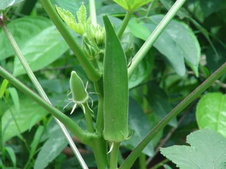 Is Okra Fruit or Vegetable? Surprising Garden facts - Garden Bagan