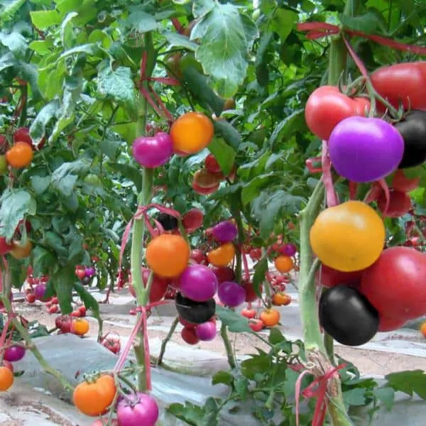 are rainbow tomatoes real or fake