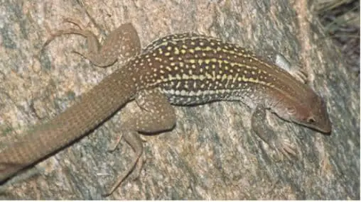 canyon_spotted_whip-tail-garden-lizard