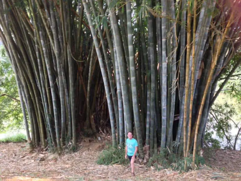 The Tallest grass in the world. Garden Facts - Garden Bagan