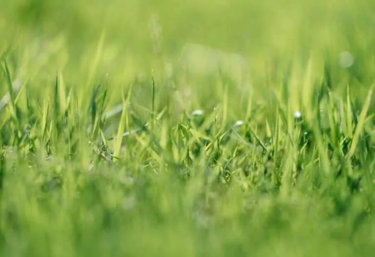 Can Grass Grow in Sand? Garden Bagan