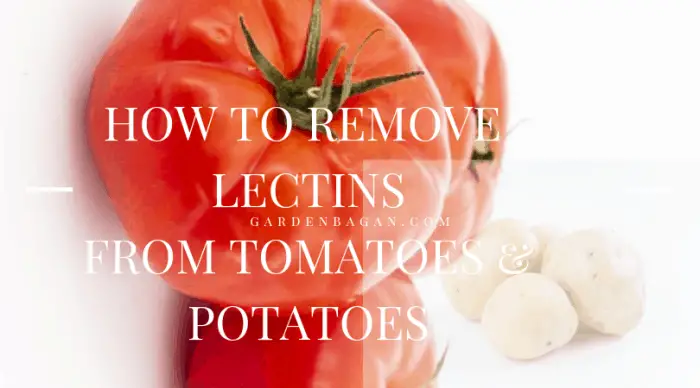 how to remove lectins from tomato and potato