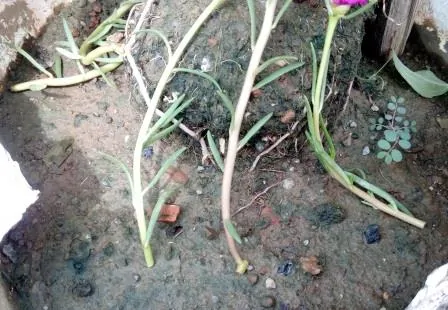 growing potulaca cuttings