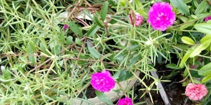 Portulaca Moss Rose How To Grow And Care With Images Garden Bagan