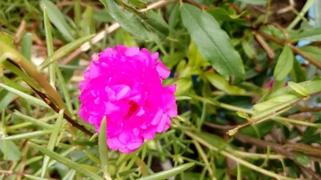 portulaca grandiflora pink