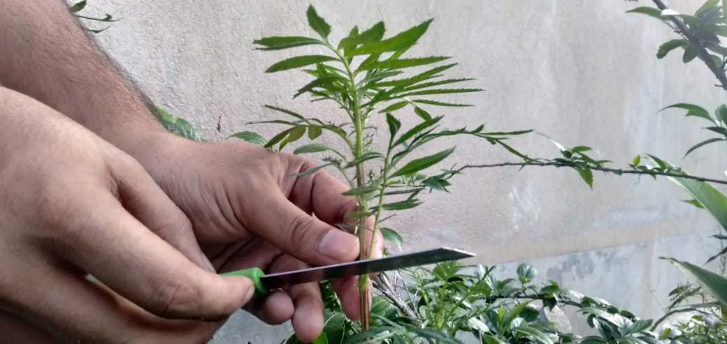 use sharp knife to cut marigold stem