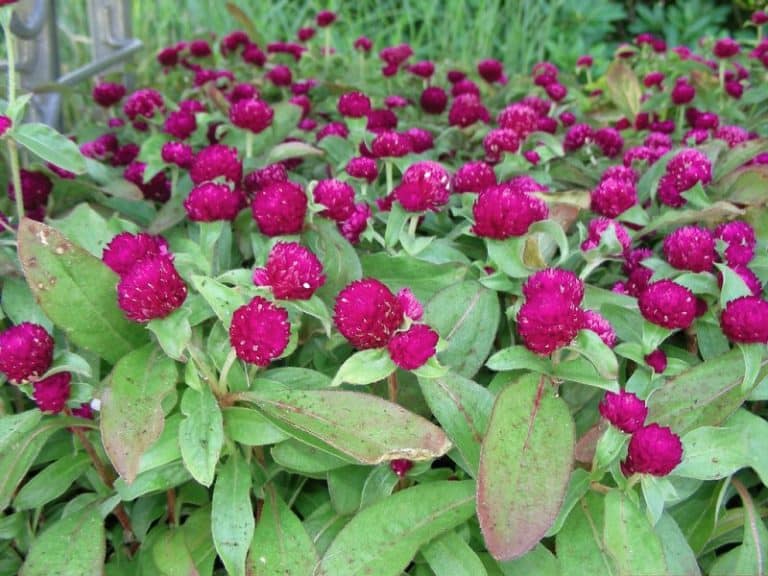 Gomphrena Globe Amaranth How to grow & Care Guide Garden Bagan