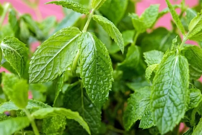 peppermint is best herb to grow in june