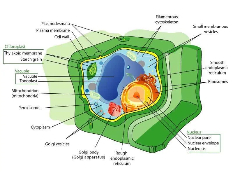 Plant_cell_structure-do-plant have dna