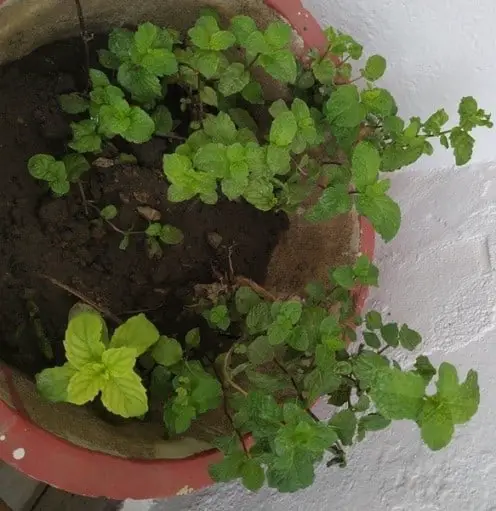 growing fresh mint