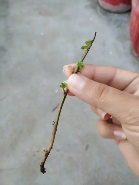 root-growth-in-mint