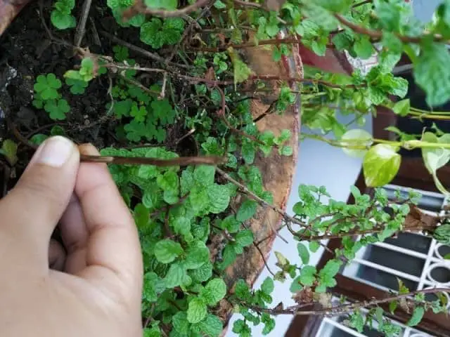 plant-mint-stem