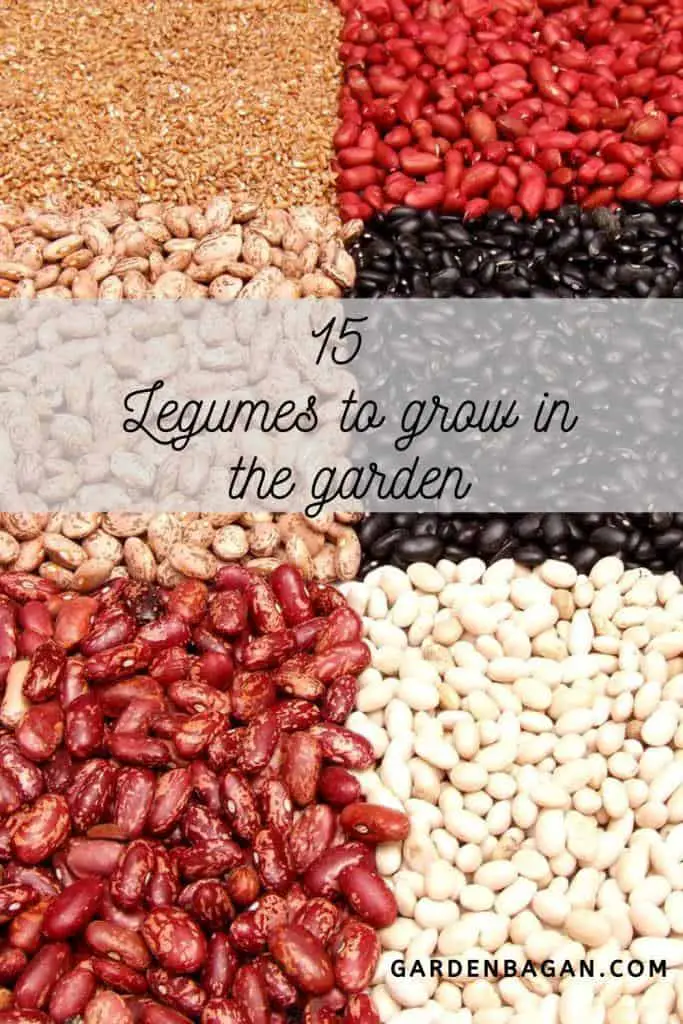 15 Legumes to grow in the garden