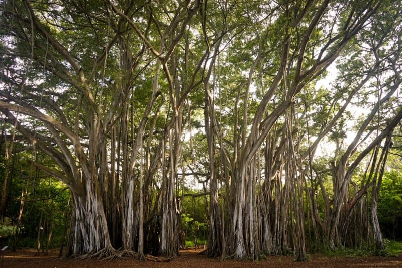 Banyan tree with fibrous roots