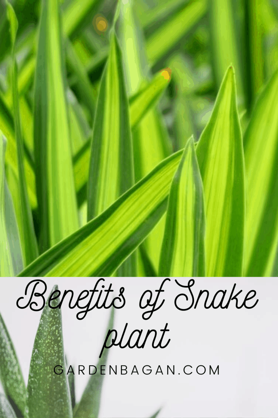 Benefits of Snake plant