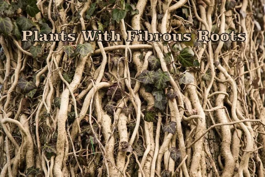Plants with Fibrous roots