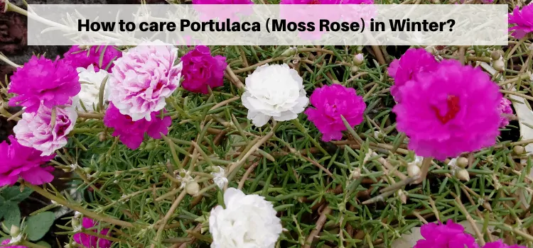 how to care portulaca in winter