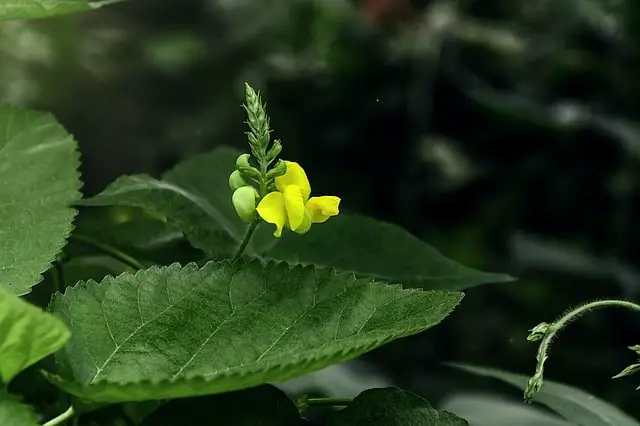mung-bean-flower