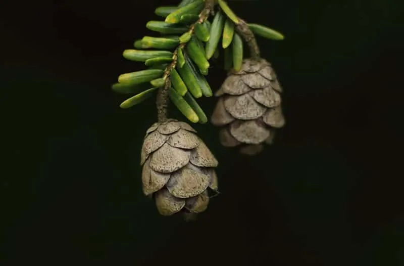 Beautiful plants that bear cones