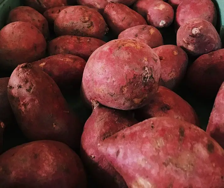 Fibrous roots in Sweet potato