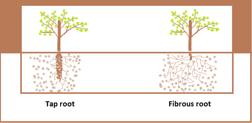 tap root vs fibrous roots