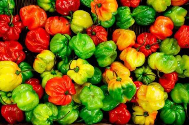 Vegetables to grow in may capsicum