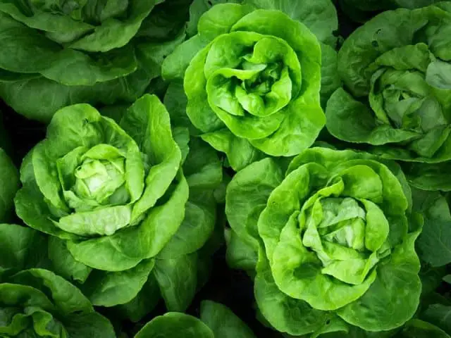 lettuce-vegetables to grow in may 