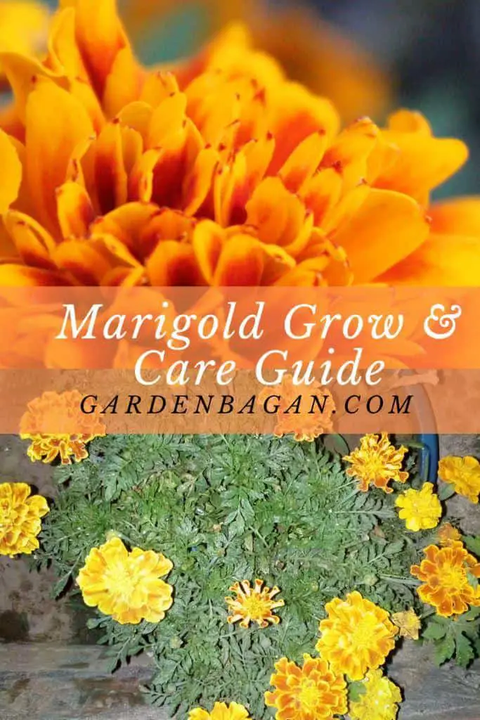 How to Grow and Care Marigolds Complete guide - Garden Bagan