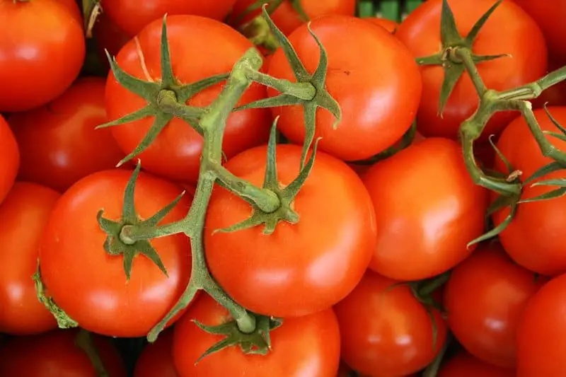tomatoes to grow in summer