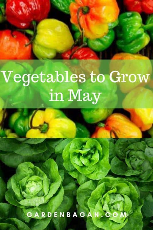 Vegetables to Grow in May