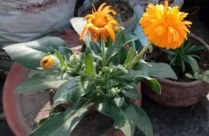 Calendula-Officinalis