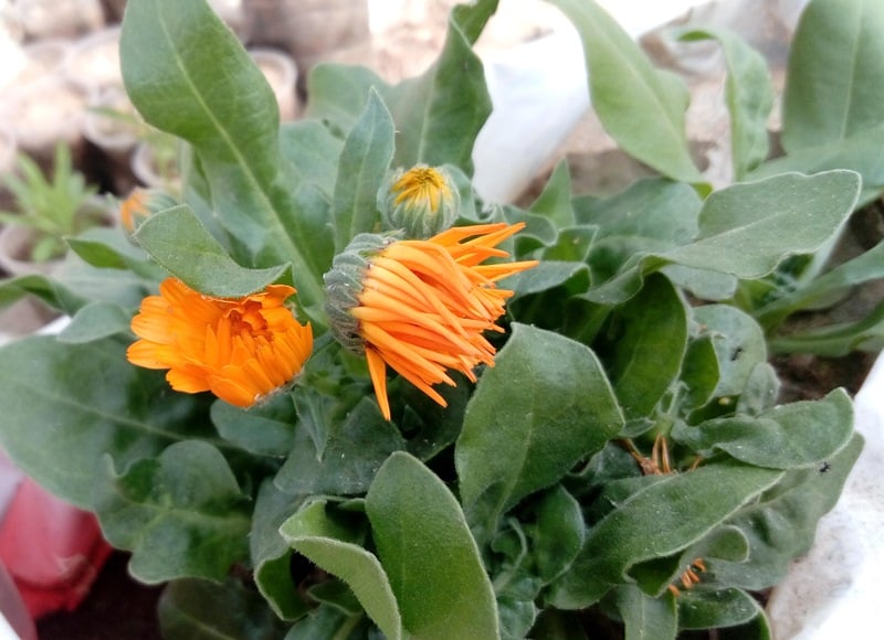 Calendula-flower-buds