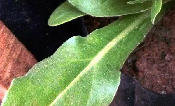 Calendula-leaf