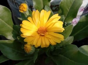 calendula-flower