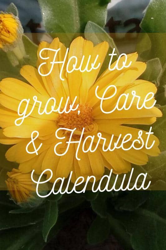 how-to-grow-care-harvest-calendula