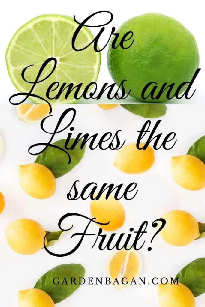 Are Lemons and Limes the same Fruit