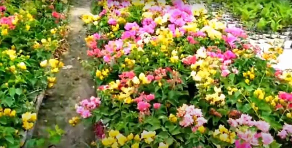Bougainvillea Summer Flowers to Grow in April and May