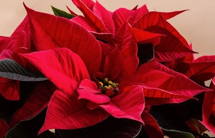 poinsettia french flowers