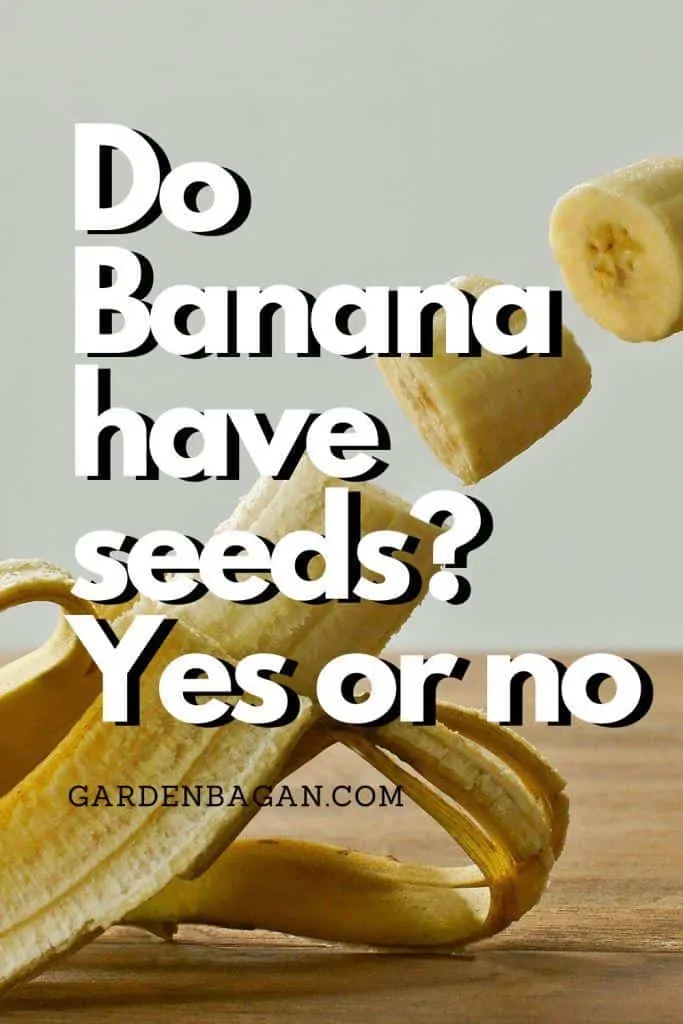 Do Banana have seeds