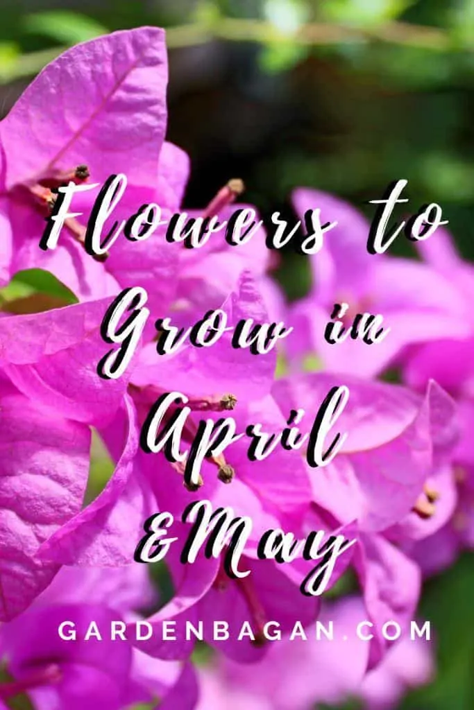 Flowers to Grow in April and May