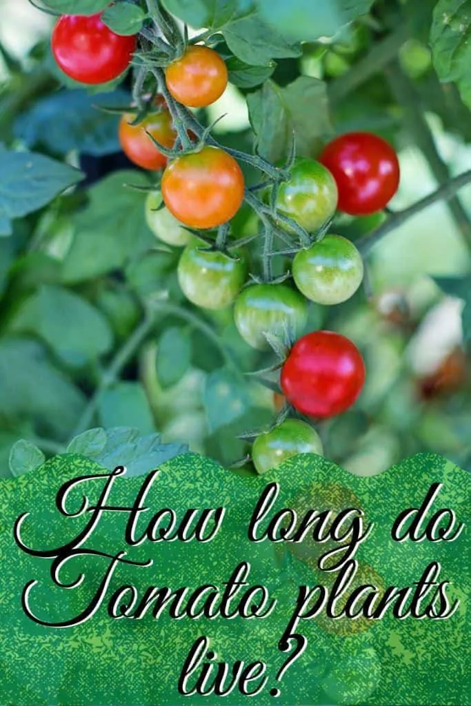 How long do Tomato plants live
