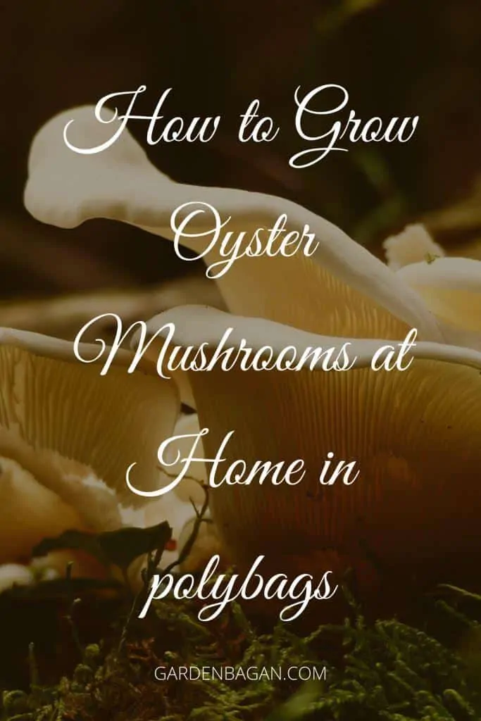 How to Grow Oyster Mushrooms at Home in polybags