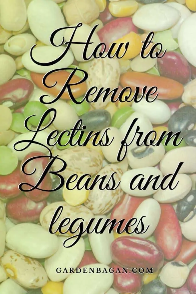 How to Remove Lectins from Beans and legumes